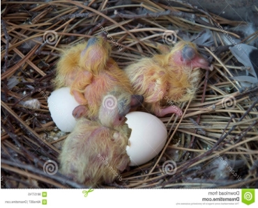 5 Pigeon Cubs Photos - Free & Royalty-Free Stock Photos from Dreamstime